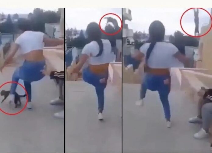 Κρήτη:-Πρόστιμο-στην-15χρονη-που-κλώτσησε-την-γάτα