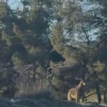 Λύκος-εμφανίστηκε-στην-κοιλάδα-των-Αγίων-Αναργύρων