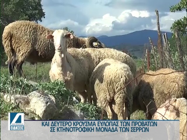 Και-σε-δεύτερη-κτηνοτροφική-μονάδα-της-ΠΕ.-Σερρών-κρούσμα-ευλογιάς